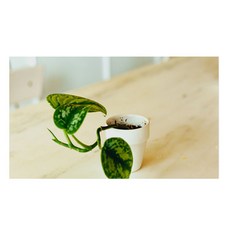 주방식물아트보드