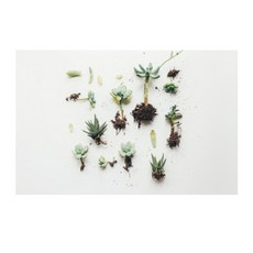 주방식물아트보드