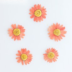 checkstory 按花開花瑪格麗特A, 橘子