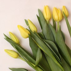 아임플라워 생화 노란 튤립 센터피스 꽃다발, 노랑, 1개