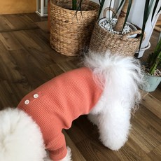 아기강아지말티