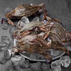 피시원 국산 봄꽃게 5~7미, 1.5kg, 1박스