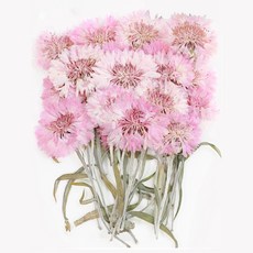 checkstory 壓制矢車菊莖20p, 粉紅色染料