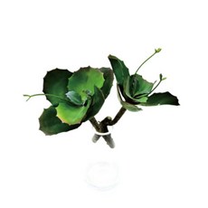 Garden in the City 多肉植物 6240061, 單色, 2個