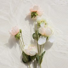 로아스