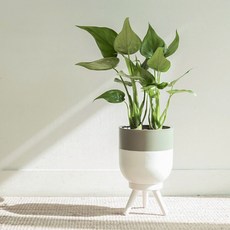 메이크정글 공기정화식물 투티 하트 알로카시아 L + 투톤 스탠드 화분, 혼합색상, 1세트