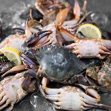 살맛나요 생물 국산 게장담기 좋은 속이 꽉찬 돌게 박하지 4~8미 (냉장), 500g, 1박스