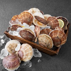 아라보감 국산 참가리비 생물 10~20미 (냉장), 2kg, 1개