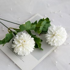 흰국화