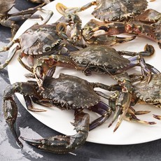 아라보감 산지직송 남해안 살아있는 돌게, 1kg, 1개