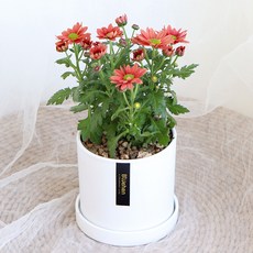 블뤼엔 관엽식물 스위프티 국화, 다크핑크, 1개