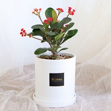 블뤼엔 생화 다육식물 꽃기린, 레드, 1개