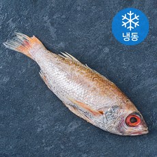 양포어장 국내산 손질 반건조 눈볼대 금태 (냉동), 300g, 1개