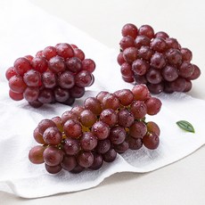 아주마 GAP 인증 빅델라웨어 포도, 500g, 1박스