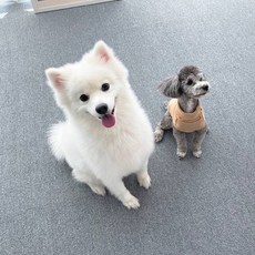 천일카페트 반려동물 미끄럼방지 매트, 0 연그레이, 10개