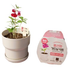 메이크정글 식물 키우기 빅 가드닝 키트, 봉선화