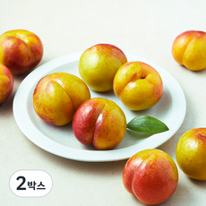 산지직송 아주마 영동 추희 자두 1kg(특대과), 2박스, 1kg