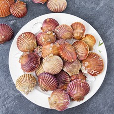 바다림 서해안 산지직송 생물 홍가리비 (냉장), 1.5kg, 1개