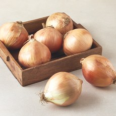 국내산 양파(햇), 3kg (특대), 1개 3kg, 1개