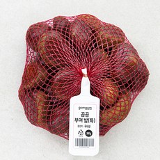 곰곰 부여 밤(특), 900g, 1개