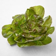 친환경 스탠포드, 40g, 1개