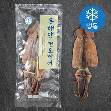 속초오징어