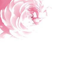 포인트벽지 48J404803, 코튼플라워꽃