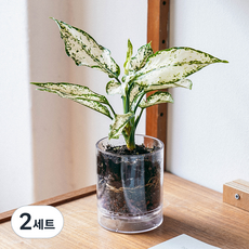 메이크정글 생화 공기정화식물 스노우 사파이어 + 화분 세트, 투명(화분), 2세트