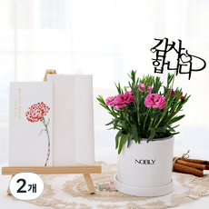 블뤼엔 생화 노블리 스프레이카네이션 화분, 핑크, 2개 핑크, 2개