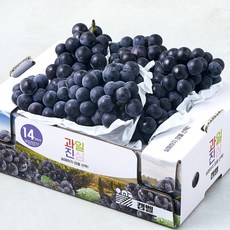 과일진심 캠벨, 1개, 1.2kg