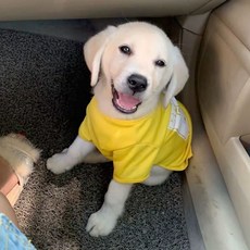 강아지 골든리트리버 여름 중대형견 쿨 메쉬 티셔츠, 옐로우