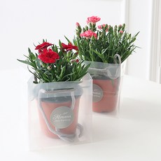 모리앤 카네이션 화분 2종 세트 + 쇼핑백, 혼합색상, 1세트 혼합색상, 1세트