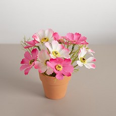 플라워트리 조화 베이직 코스모스 미니토분 세트 12cm, 핑크