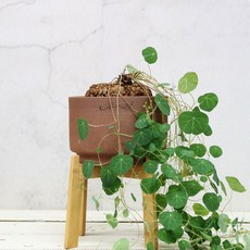 마티아스토분