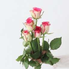 모리앤 생화 장미단 5대, 에픽블룸