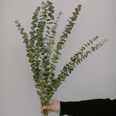 GAPANG 乾花03號, 綠色