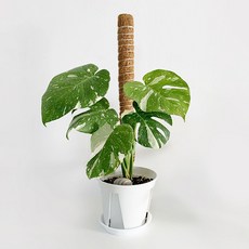코코봉 식물 지지대 플라스틱 타입 일반 40cm, 1개