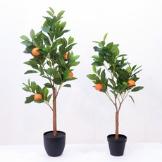 귤나무아파트에서키우기