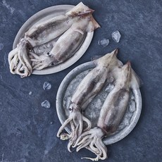 피시원 산지직송 제철 생물오징어 (냉장), 1kg(4~6미), 1개