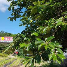 오클랜드민박