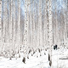 [강원] 동화속 북유럽~인제자작나무숲, 양양 낙산사, 속초중앙시장 당일여행