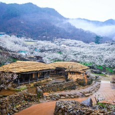 추천2 섬진강매화마을