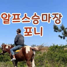 제주동남부승마레슨