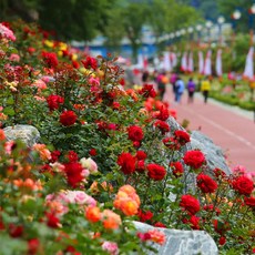 [강원] 2024 삼척 장미축제+묵호(도째비골/논골담길)+해안선열차(정동진) 당일여행 / 서울경기出