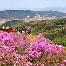 [인천] [인천] 2024 강화 고려산 진달래축제+풍물시장+조양방직+갑곶돈대 당일여행 / 서울경기出