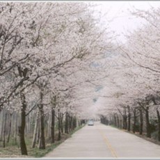 추천2 벚꽃명소