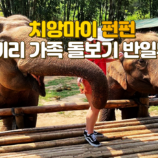 [태국 치앙마이] 펀펀 코끼리 가족 돌보기 반일투어