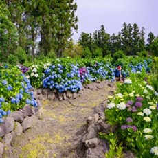 휴애리수국축제