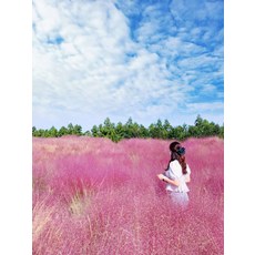 [제주도] 제주도 버스투어 관광 뚜벅이 일일원데이 패키지투어 당일치기 혼자여행 가족 친구 연인 여행