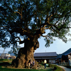 [하카타] #모두투어 [벚꽃필때✿][카멜리아 서큐슈 미인온천♨][온천호텔1박+시내호텔1박] 사가/카라츠/타케오/후쿠오카 4일 #카멜리아 #BJC622CMJ5